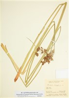 藏品(沼生水蔥)的圖片